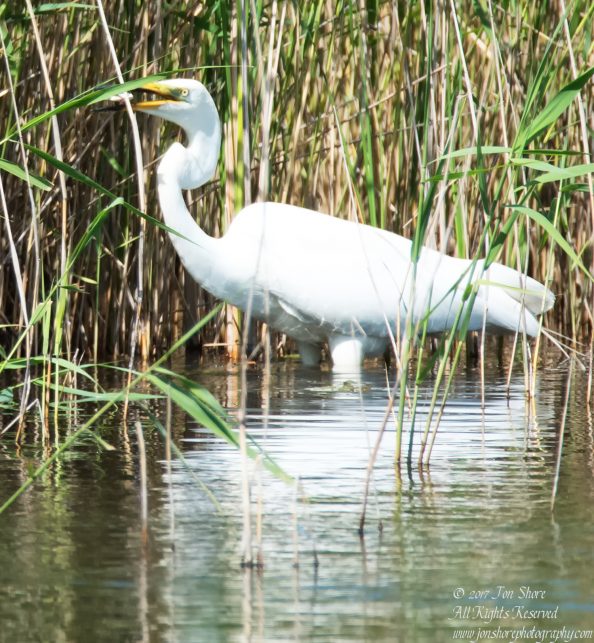 Great White Egret, Kemeri National Park, Latvia. Tamron 600mm