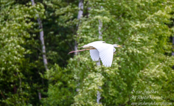 Great White Egret, Kemeri National Park, Latvia. Tamron 600mm
