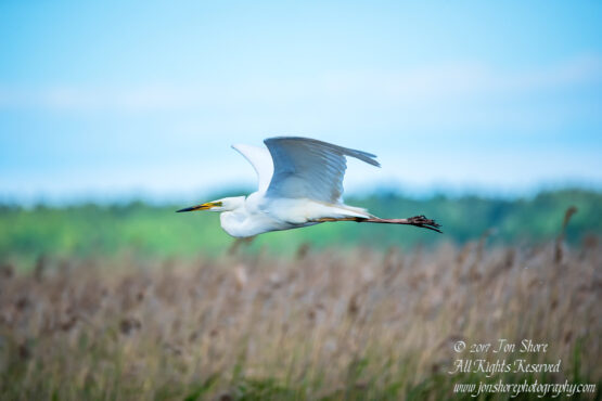 Great White Egret, Kemeri National Park, Latvia. Tamron 600mm