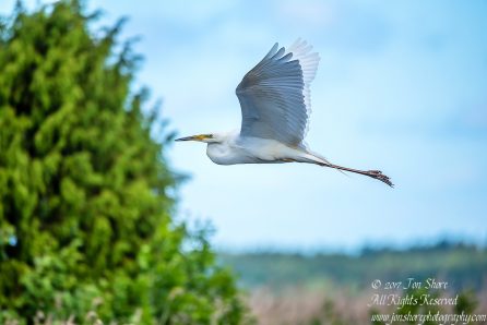 Great White Egret, Kemeri National Park, Latvia. Tamron 600mm