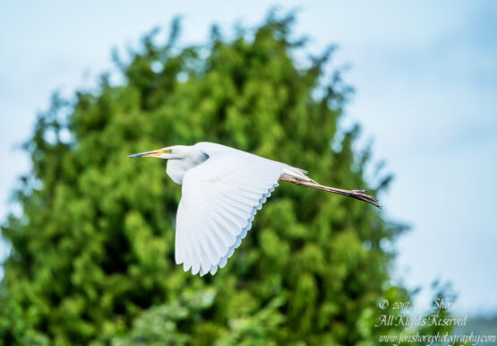 Great White Egret, Kemeri National Park, Latvia. Tamron 600mm