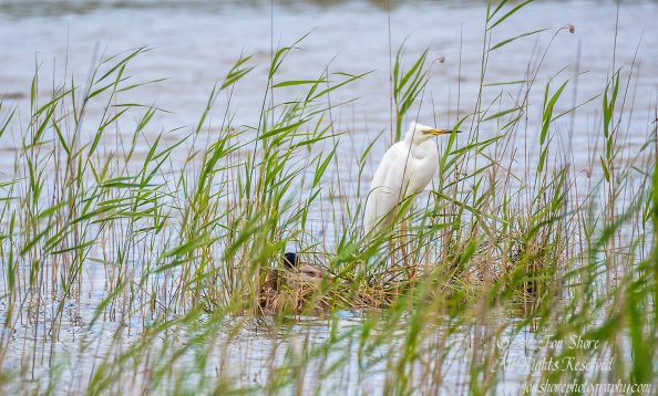Great White Egret with Mallard Duck, Kemeri National Park, Latvia. Tamron 600mm