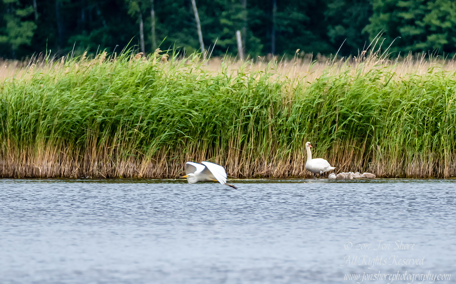 Egret and Swans Kemeri National Park Latvia. Tamron 600mm
