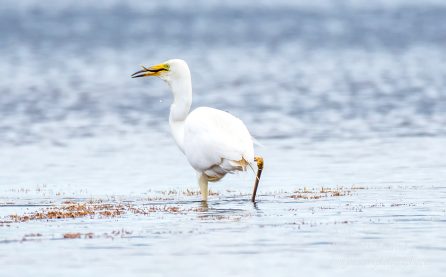 Great White Egret, Kemeri National Park, Latvia. Tamron 600mm