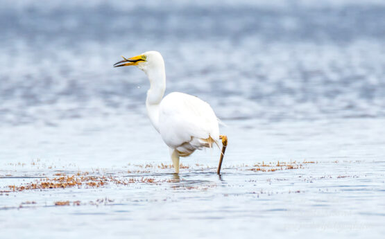 Great White Egret, Kemeri National Park, Latvia. Tamron 600mm