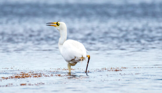 Great White Egret, Kemeri National Park, Latvia. Tamron 600mm