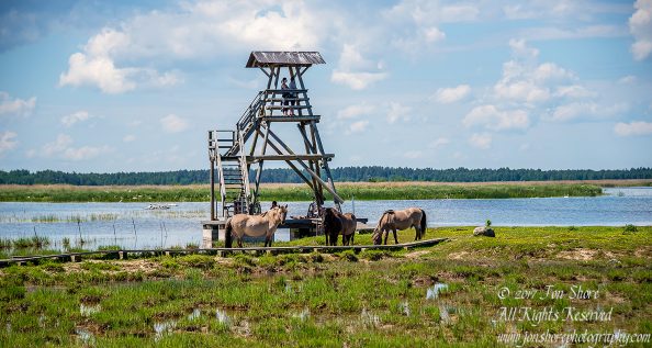 Wild Horses Engure Lake Meadow Latvia June 2017 by Jon Shore. Nikkor 300mm