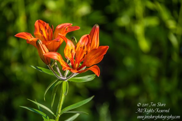 Flower Zolitude Latvia June 2017 by Jon Shore. Nikkor 300mm
