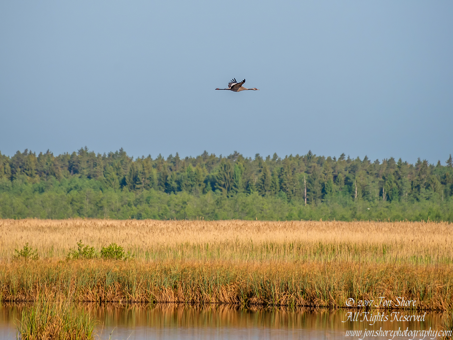 Common Crane Kemeri National Park Latvia. Nikkor 300mm