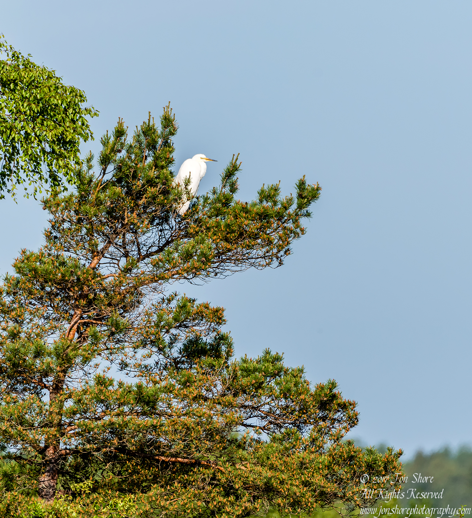 Great White Egret in tree Kemeri National Park Latvia Spring 2017. Tamron 600mm