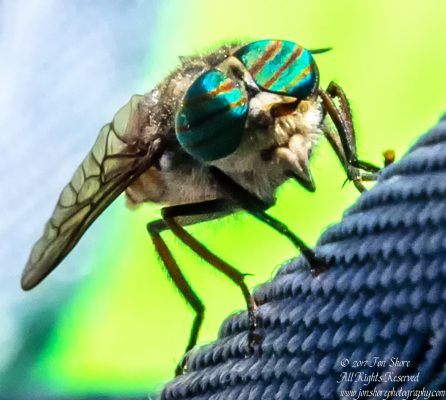 Horse fly macro Jurmala Latvia. Nikkor 200mm