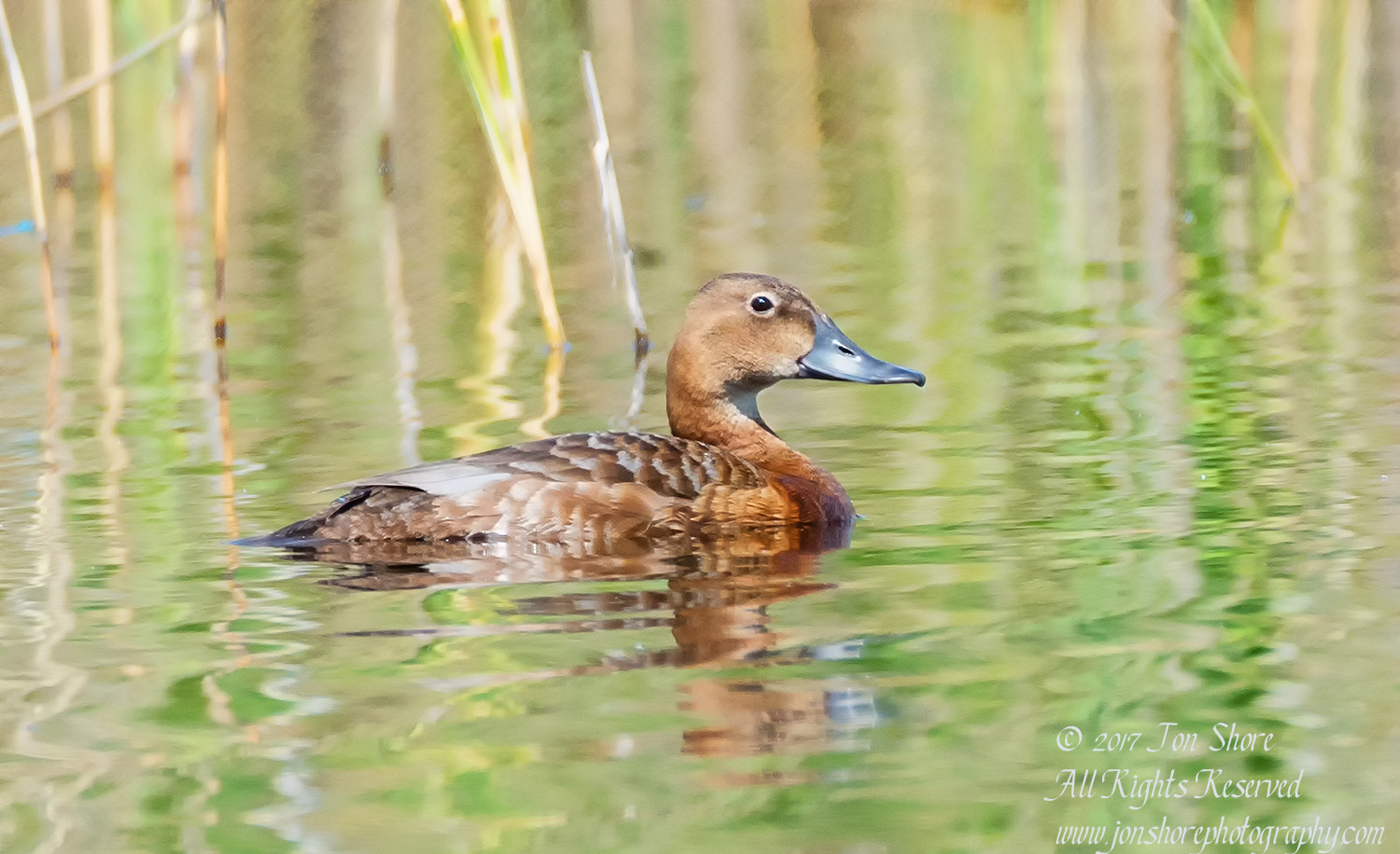 Pochard duck Kemeri National Park Latvia Spring 2017. Tamron 600mm