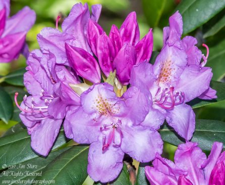 Rhododendron Riga Latvia Spring 2017. Nikkor 300mm