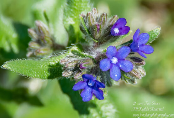 Flower Zolitude Latvia June 2017 by Jon Shore. Nikkor 300mm