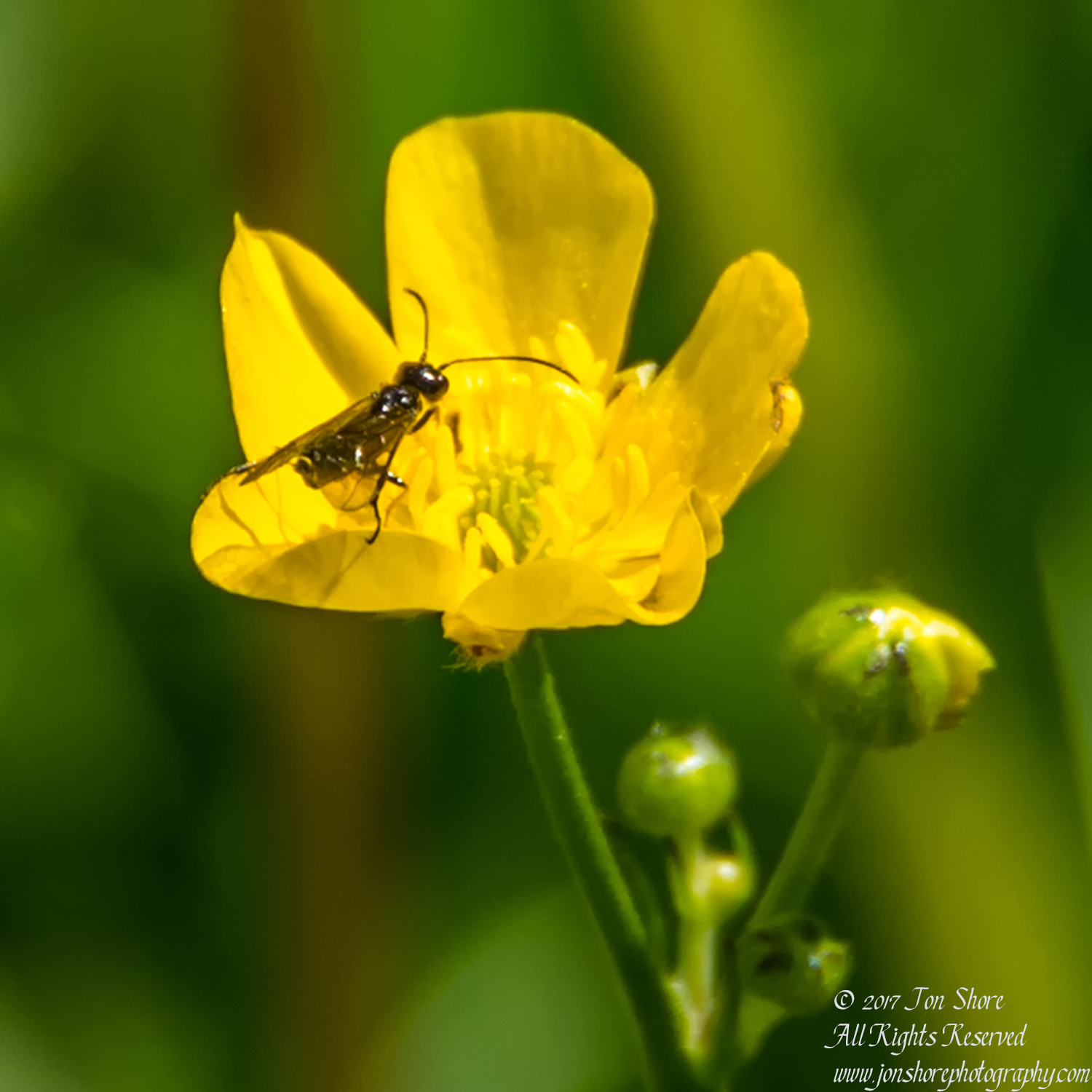 Bug in Flower Zolitude Latvia June 2017 by Jon Shore. Nikkor 300mm