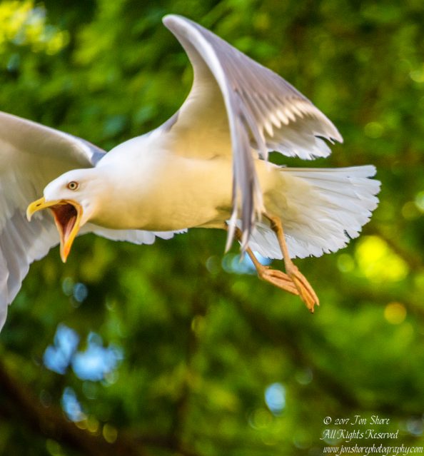 Angry Seagull protecting its baby. Nikkor 300mm