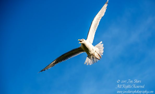 Angry Seagull protecting its baby. Nikkor 300mm