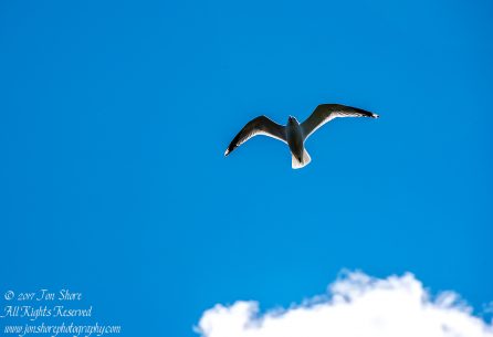 Seagull. Nikkor 300mm