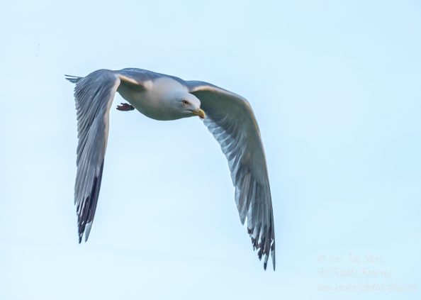 Angry Seagull protecting its baby. Nikkor 300mm