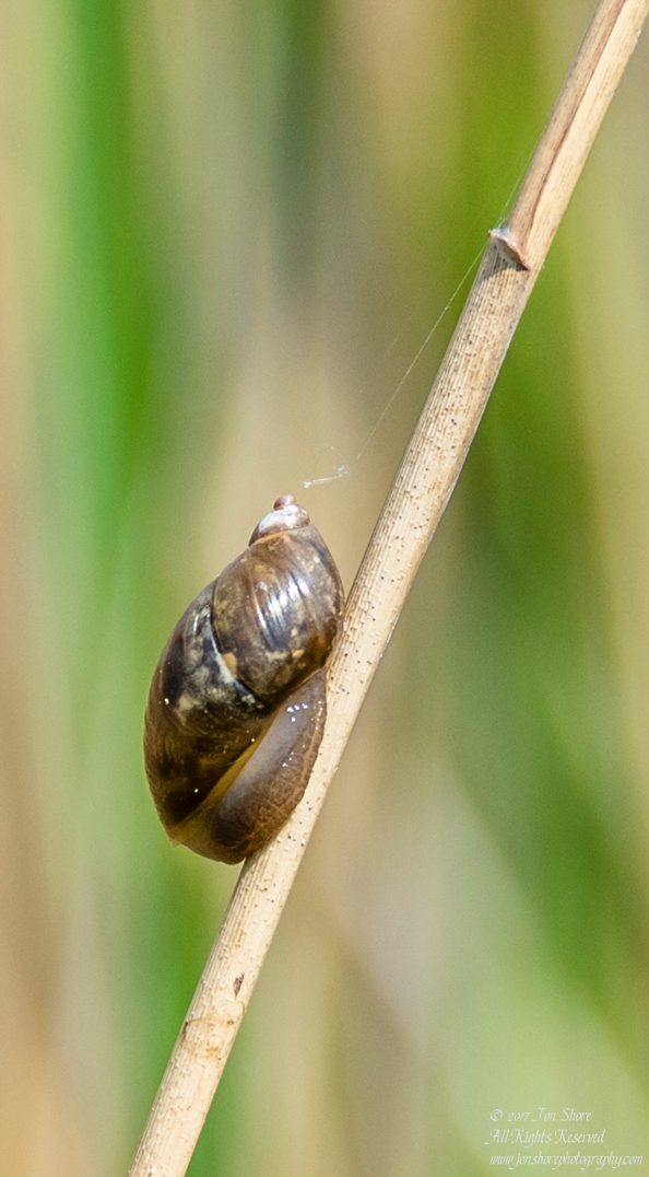 Snail Kemeri National Park Latvia Spring 2017. Nikkor 300mm