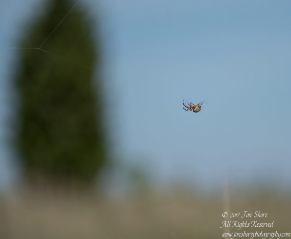 Spider Kemeri National Park Latvia Spring 2017. Nikkor 300mm