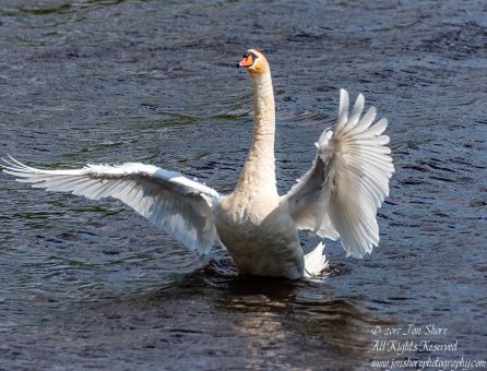 Swan Riga Latvia Spring 2017. Nikkor 200mm