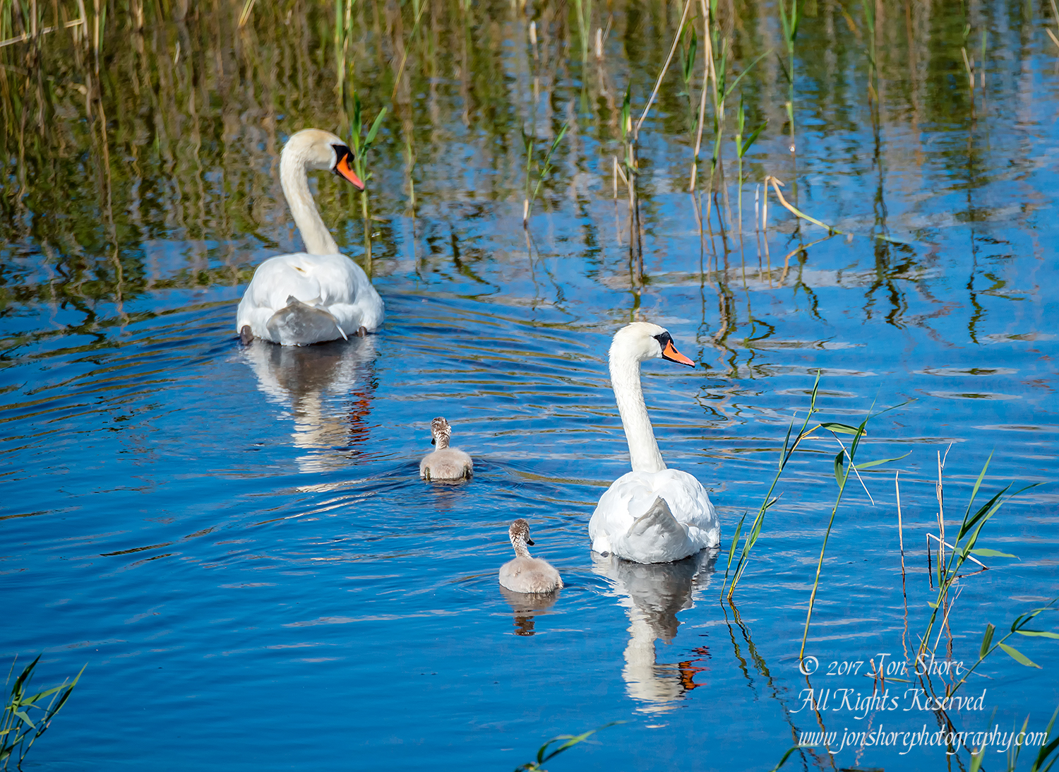 Swans Kemeri National Park Latvia. Tamron 600mm