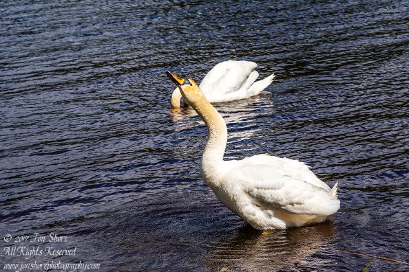 Swan Riga Latvia Spring 2017. Nikkor 200mm