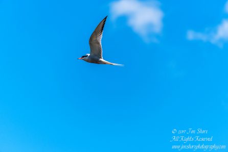 Tern. Nikkor 300mm