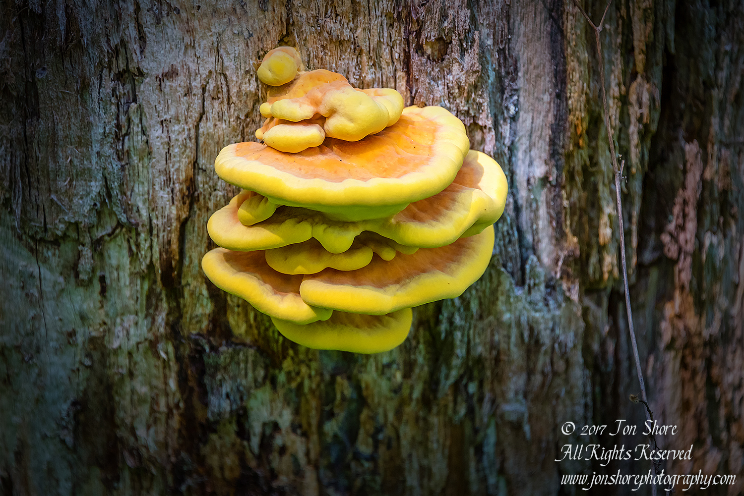 Tree fungus v Kemeri National Park Latvia Spring 2017. Nikkor 300mm