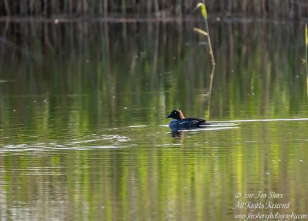 Tufted duck Kemeri National Park Latvia Spring 2017. Tamron 600mm