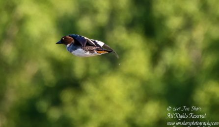 Tufted duck Kemeri National Park Latvia Spring 2017. Tamron 600mm