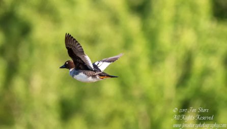 Tufted duck Kemeri National Park Latvia Spring 2017. Tamron 600mm