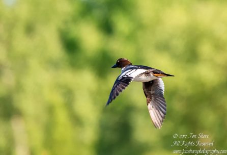 Tufted duck Kemeri National Park Latvia Spring 2017. Tamron 600mm