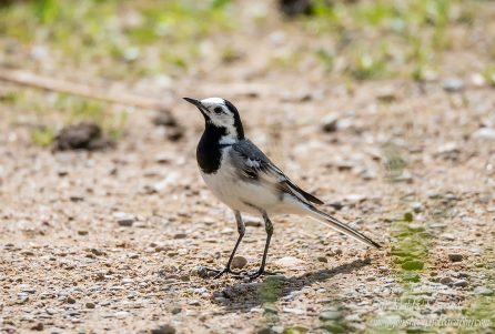 White Wagtail Kemeri National Park Latvia Spring 2017. Tamron 600mm