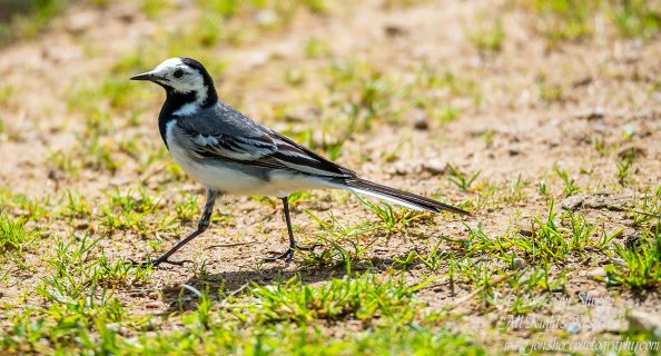 White Wagtail Kemeri National Park Latvia Spring 2017. Tamron 600mm