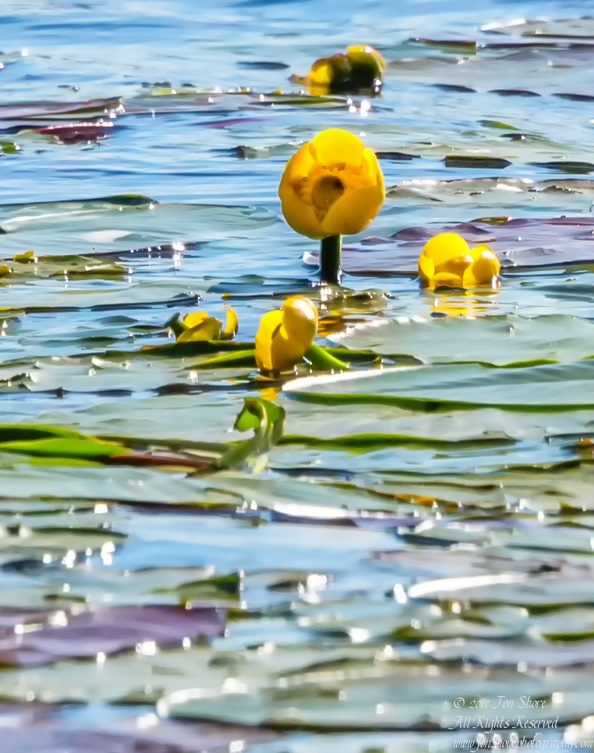 Water lilies Jurmala Latvia. Nikkor 300mm