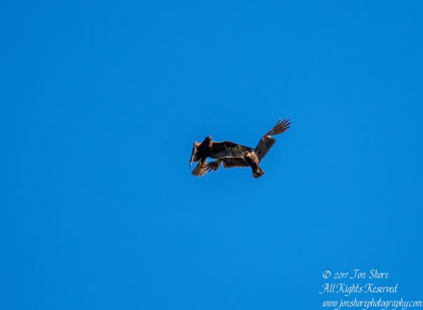 Western Marsh Harriers Kemeri National Park Latvia Spring 2017 by Jon Shore. Tamron 600mm