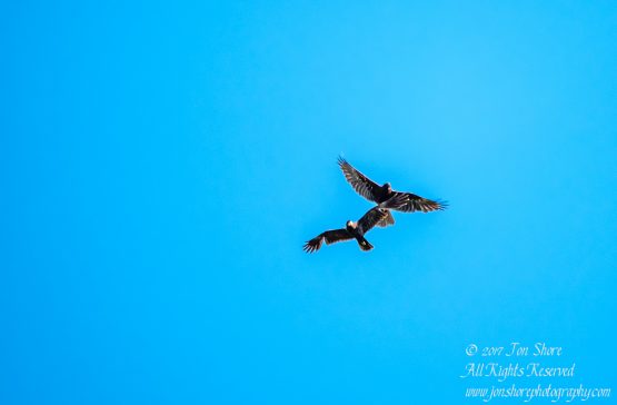 Western Marsh Harriers Kemeri National Park Latvia Spring 2017 by Jon Shore. Tamron 600mm