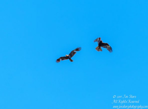 Western Marsh Harriers Kemeri National Park Latvia Spring 2017 by Jon Shore. Tamron 600mm