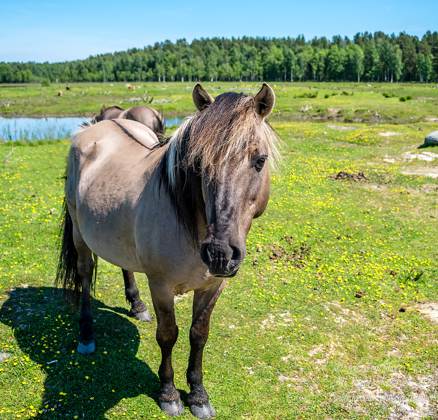 Wild Horse Engure Lake Meadow Latvia June 2017 by Jon Shore. Nikkor 300mm