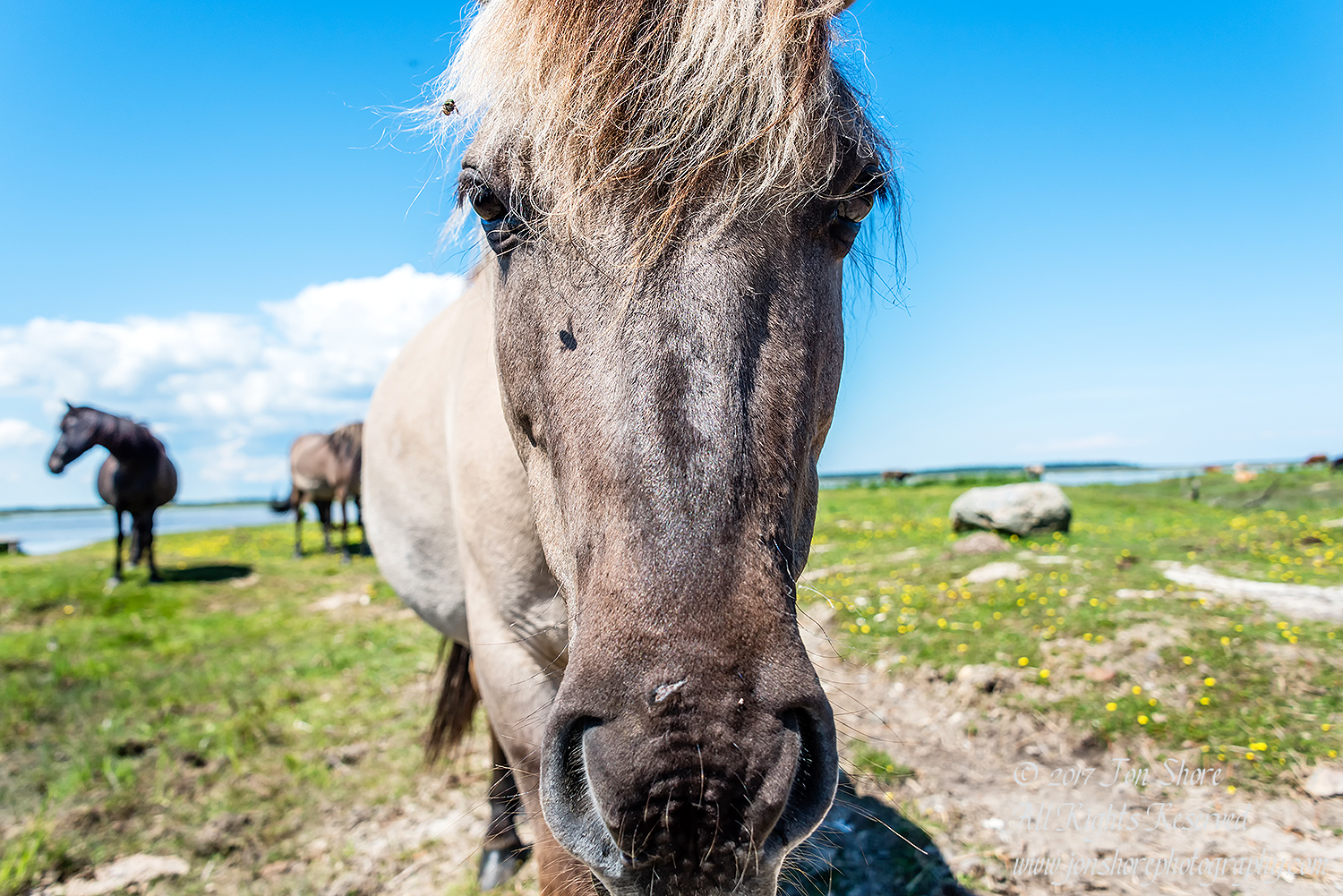 Wild Horse Engure Lake Latvia June 2017 by Jon Shore. Nikkor 28mm