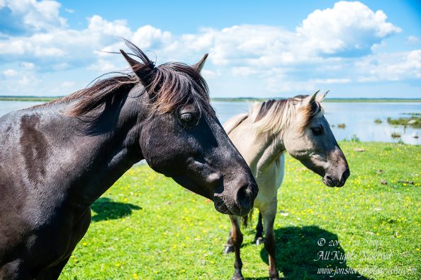 Wild Horses Engure Lake Meadow Latvia June 2017 by Jon Shore. Nikkor 300mm