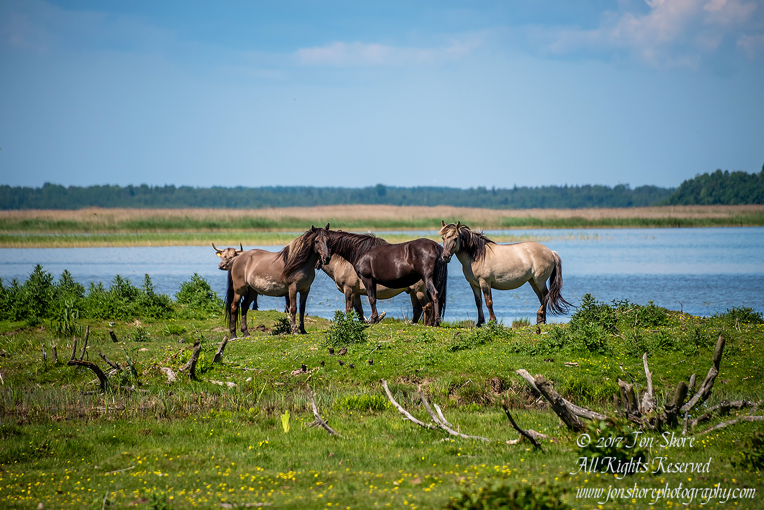 Wild Horses Engure Lake Meadow Latvia June 2017 by Jon Shore. Nikkor 300mm