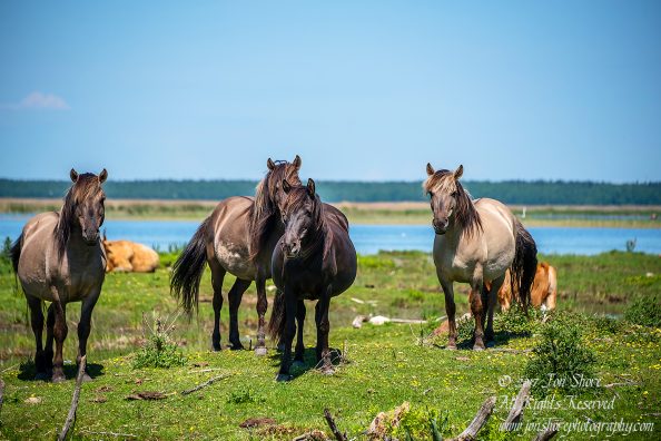 Wild Horses Engure Lake Meadow Latvia June 2017 by Jon Shore. Nikkor 300mm