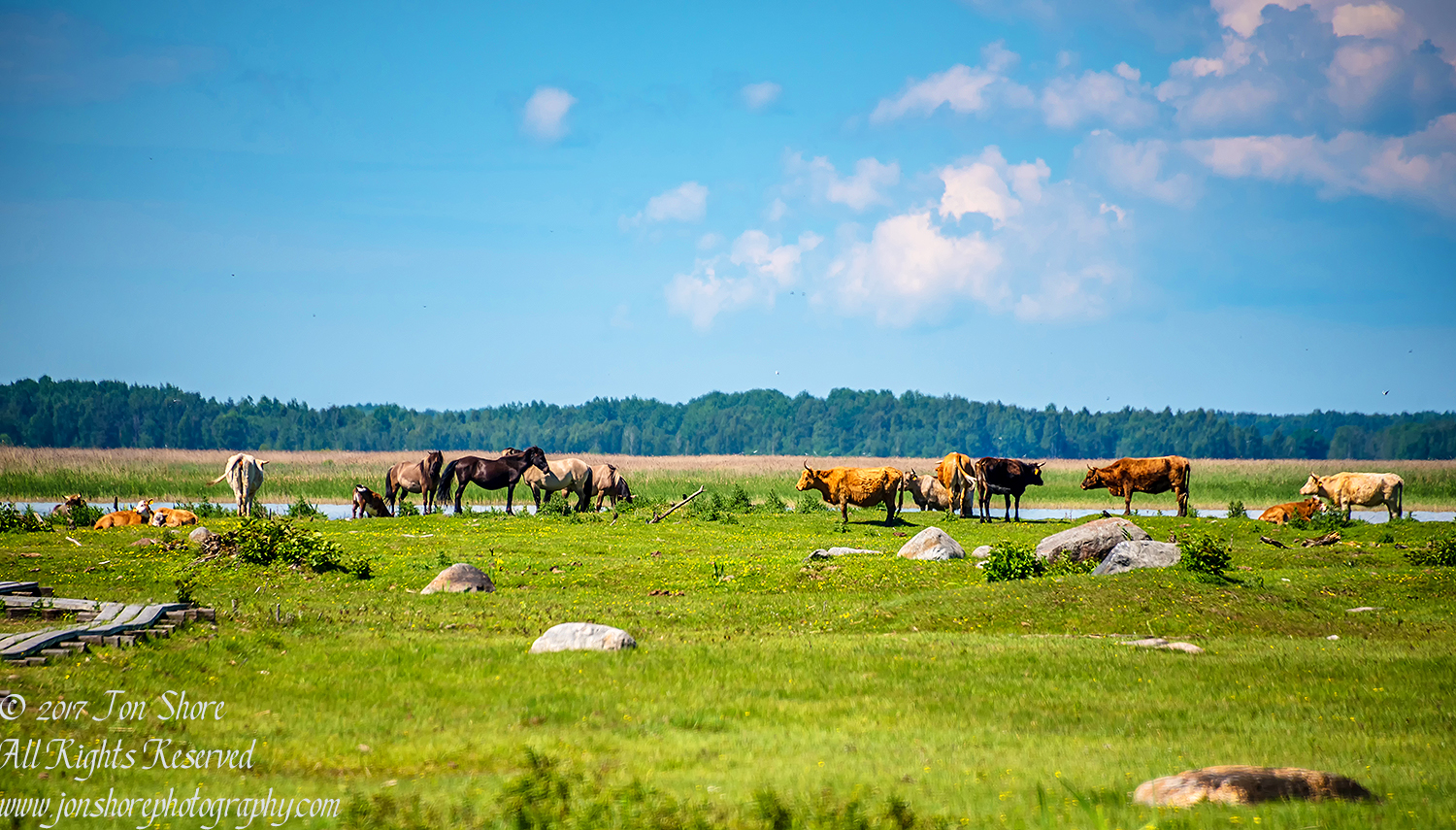 Wild horses and cattle Engure Lake Meadow Latvia June 2017. Nikkor 300mm