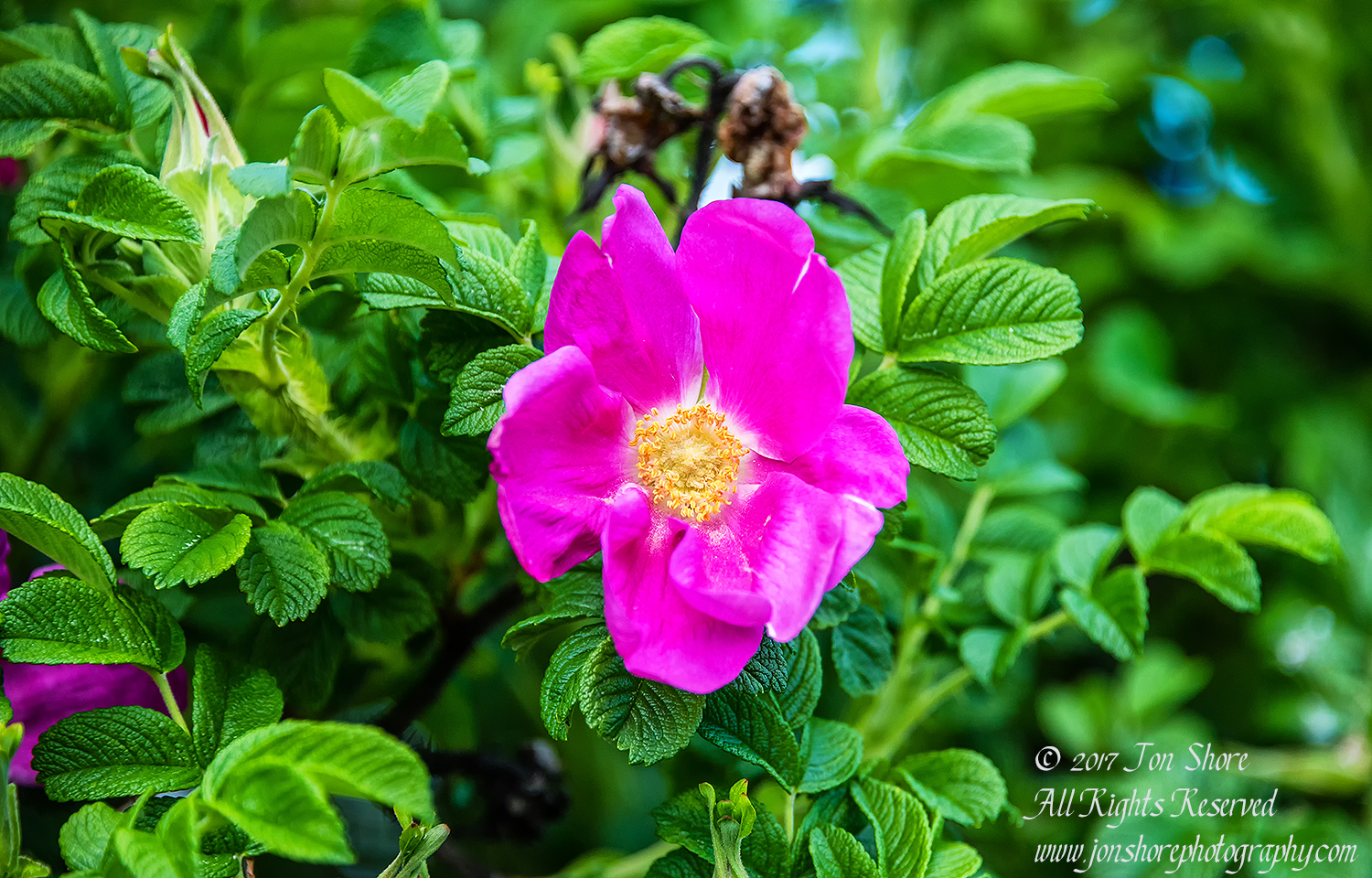 Wild rose Riga Latvia Spring. Nikkor 300mm