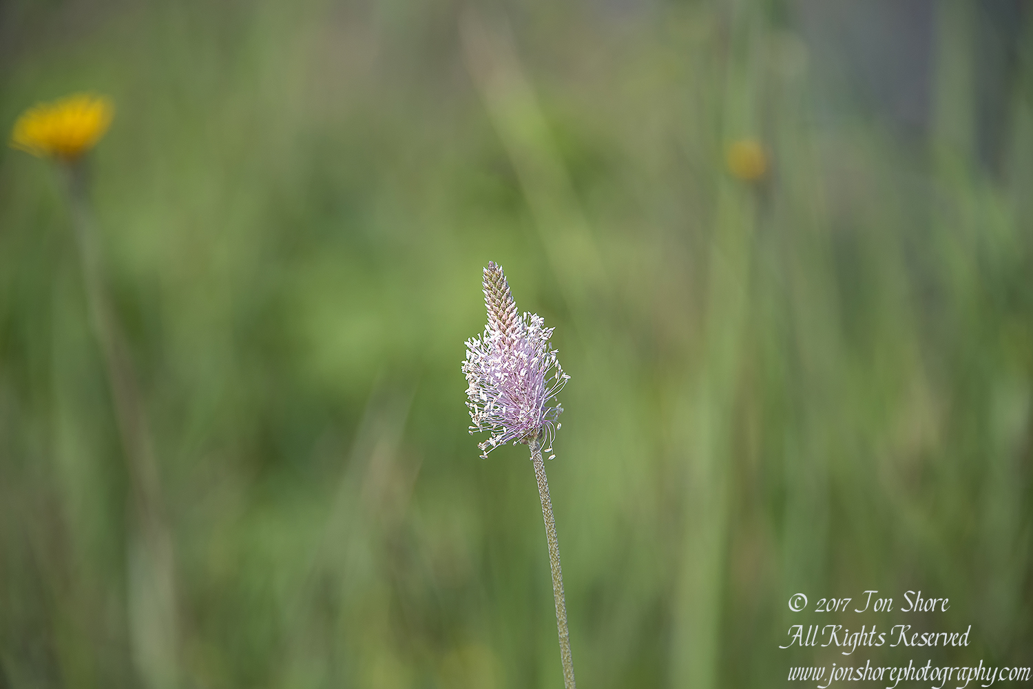 Bright wildflower and background Kemeri National Park Latvia Spring 2017 by Jon Shore. Nikkor 300mm