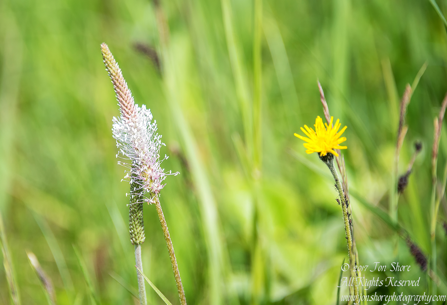 Bright wildflower and background Kemeri National Park Latvia Spring 2017 by Jon Shore. Nikkor 300mm
