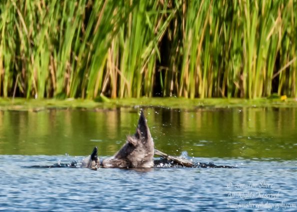 Baby Swan Playing Jurmala Latvia July 2017